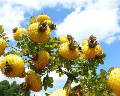 刺梨加工生產(chǎn)線(xiàn)