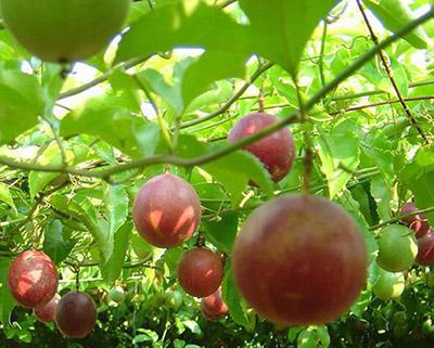 百香果、西番蓮加工生產(chǎn)線(xiàn)