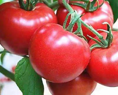 番茄加工生產(chǎn)線(xiàn)