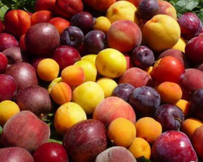 桃子、李子、杏子加工生產(chǎn)線(xiàn)