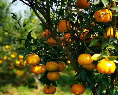 新會(huì)柑果球加工生產(chǎn)線(xiàn)